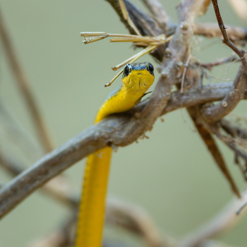 Common Tree Snake sighting