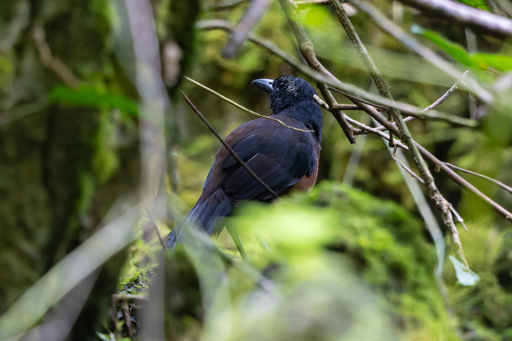 Greater Melampitta photo