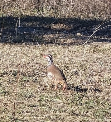 Red-legged Partridge in January 2024 by Alessandra Boccabianca ...