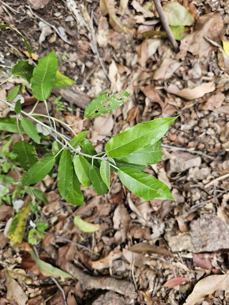 Broadleaf Star Hair from Upper Coomera QLD 4209, Australia on January