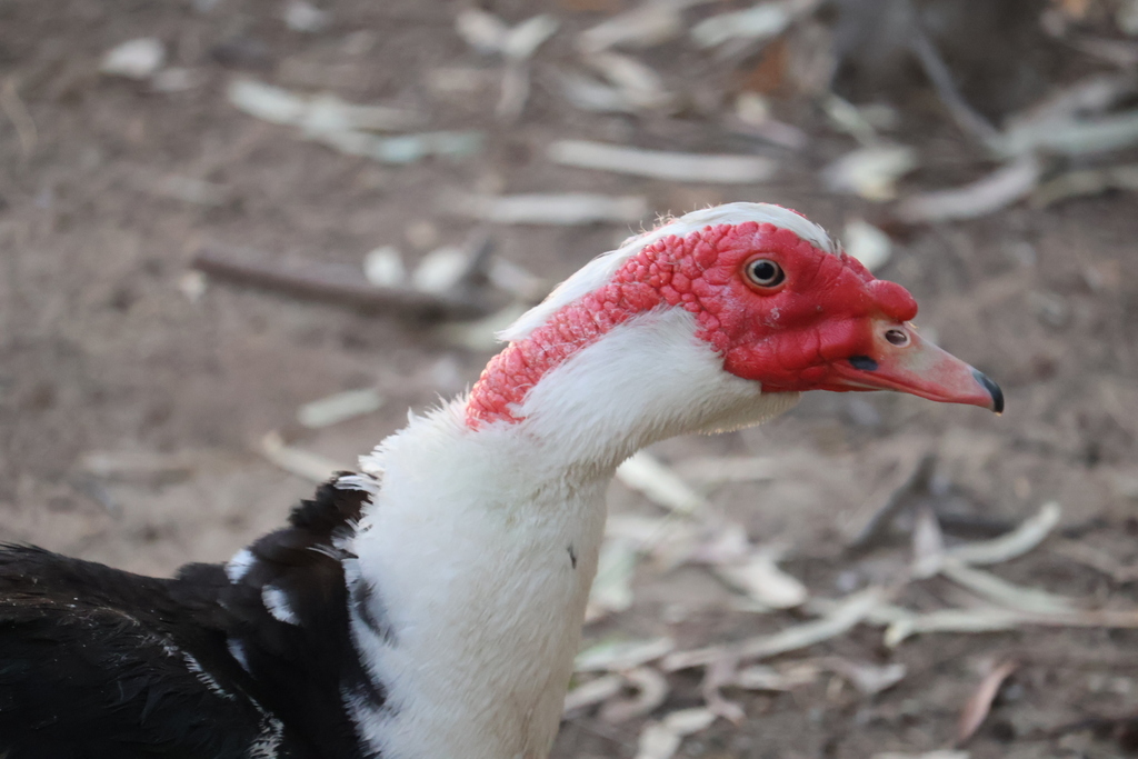 Domestic Muscovy Duck from Wollundry Lagoon, Wagga Wagga NSW 2650 ...