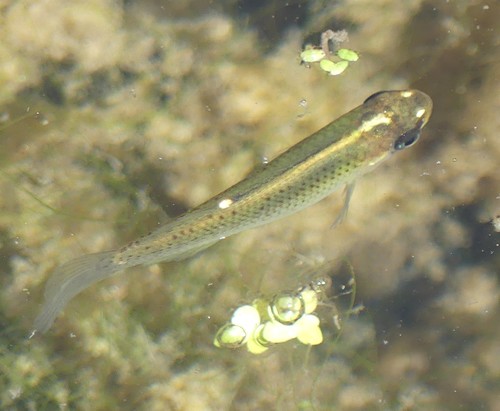 Northern Starhead Topminnow