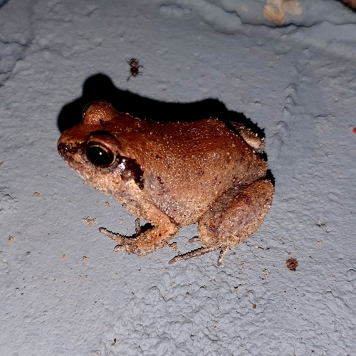Common Squeaker