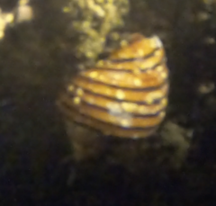 Opeatostoma pseudodon image