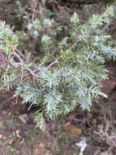 western prickly juniper
