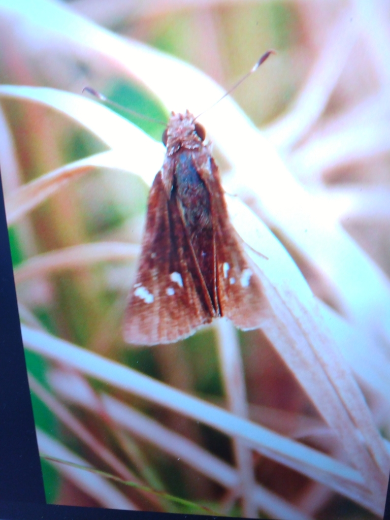 Grass Skippers from Everglades National Park, Monroe County, USFL, US