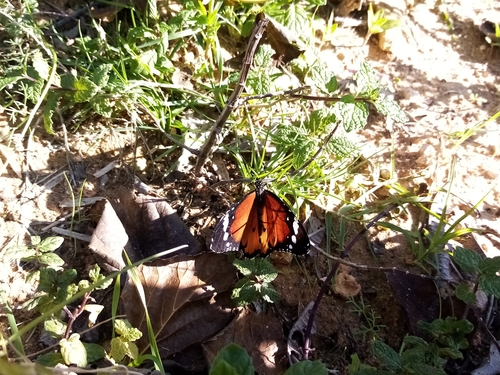 Plain Tiger Butterfly