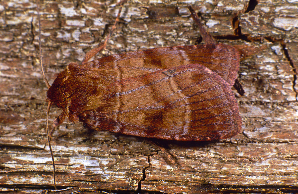 Paradiarsia punicea from 84051 Essenbach, Deutschland on May 30, 1992