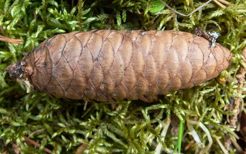Siberian spruce
