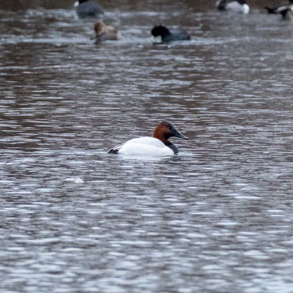 Canvasback In January 2024 By Tadamcochran INaturalist   Large 