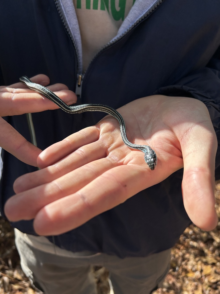 Western Ribbon Snake from Sam Houston National Forest, New Waverly, TX