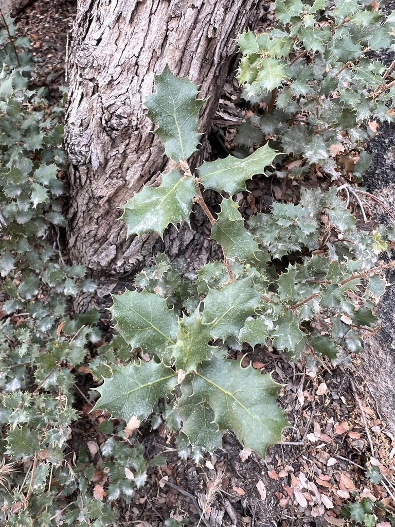 canyon live oak from Joshua Tree National Park, Desert Hot Springs, CA ...