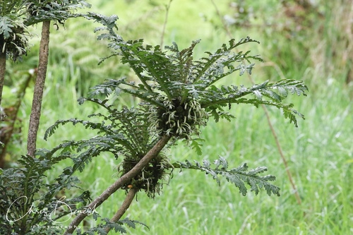 Cyanea shipmanii Rock