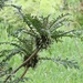 Cyanea shipmanii - Photo (c) Chris Benesh, todos los derechos reservados, subido por Chris Benesh
