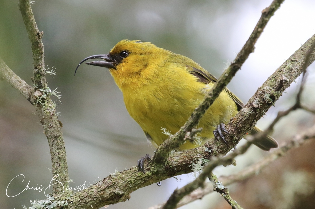 Akiapolaau (Hemignathus wilsoni) photo