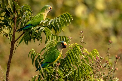 Peach-fronted Parakeet