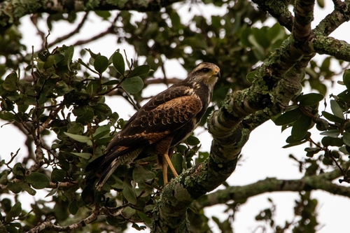 Savanna Hawk