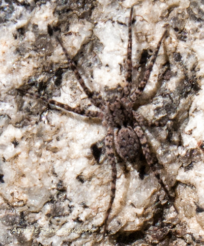 Ubiquitous Thin-legged Wolf Spider
