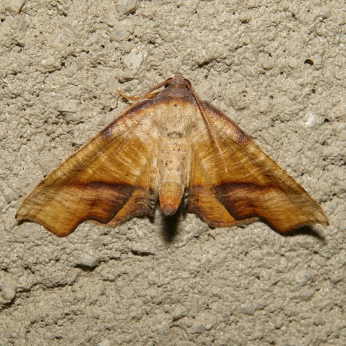 Plagodis fervidaria (Herrich-Schäffer)