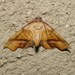 Fervid Plagodis Moth - Photo (c) hsvgardengirl, all rights reserved, uploaded by hsvgardengirl