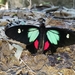 Mariposa Corazón de Parche Verde - Photo (c) Osni George, todos los derechos reservados, subido por Osni George