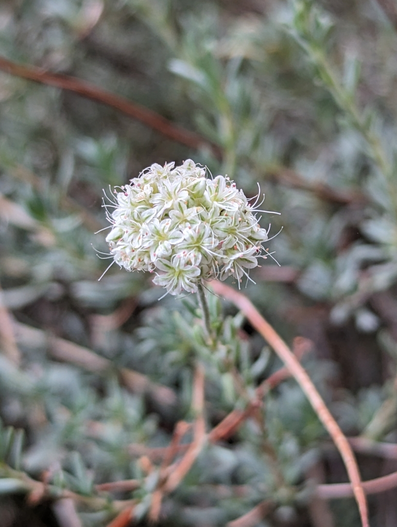 California Buckwheat from Riverside County, US-CA, US on January 6 ...