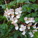 Begonia rafael-torresii - Photo 由 Leticia Jiménez Hernández 所上傳的 (c) Leticia Jiménez Hernández，保留所有權利