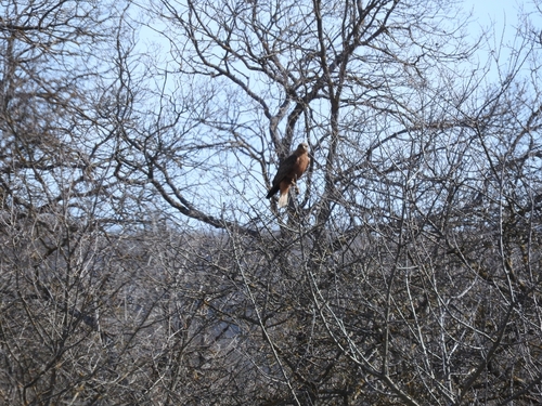myšiak hrdzavý (Buteo rufinus)
