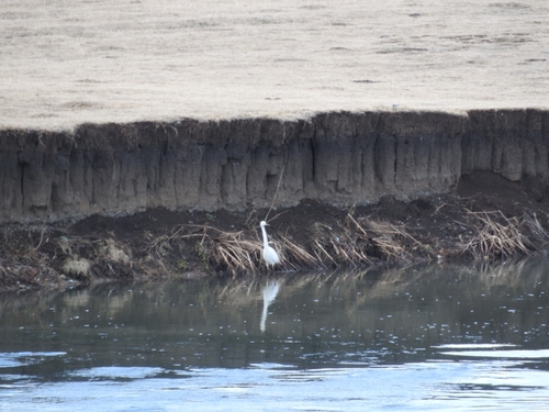 Velika bijela čaplja (Ardea alba)