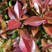 Photinia glabra - Photo (c) Gautier, all rights reserved, uploaded by Gautier