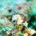 Observation photo
