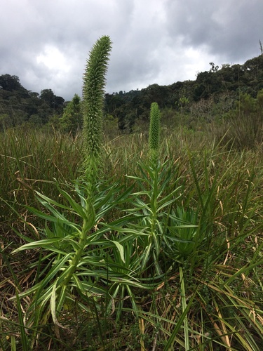 Lobelia mildbraedii