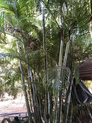 Areca Palm