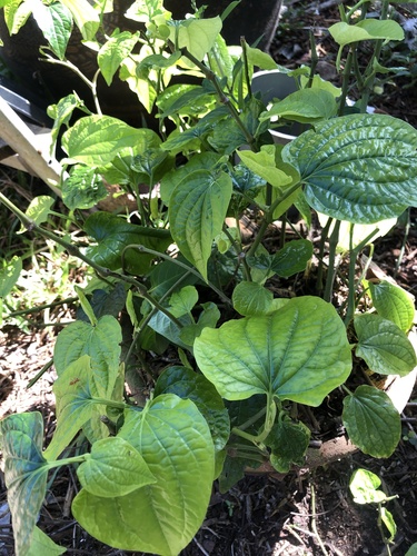 Lolot Pepper