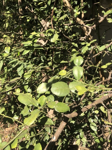 Makrut Lime