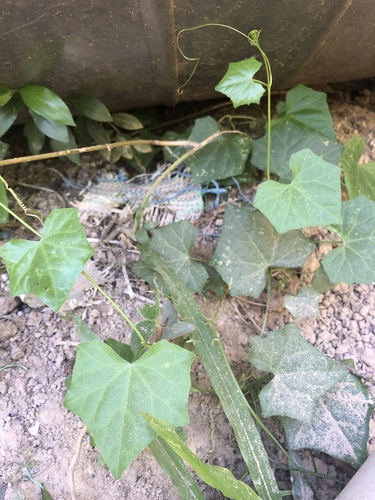 Ivy gourd