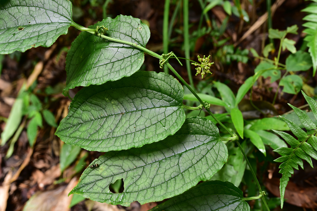 Smilax riparia (Smilax riparia)