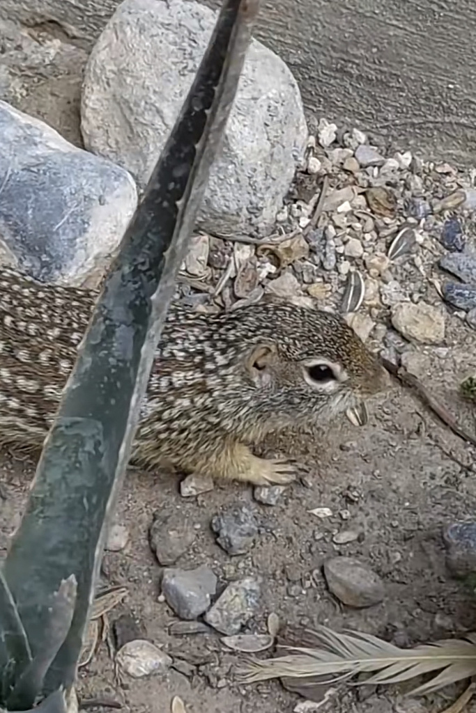 Mexican Ground Squirrel from Denjhi, Edo. Méx., MX on January 5, 2024