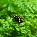 Southern Corroboree Frog - Photo (c) Rachel, all rights reserved, uploaded by Rachel