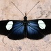 Heliconius wallacei flavescens - Photo 由 Dr. Alexey Yakovlev 所上傳的 (c) Dr. Alexey Yakovlev，保留所有權利