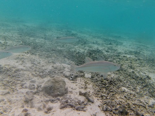 Finstripe Goatfish — seen at this dive site