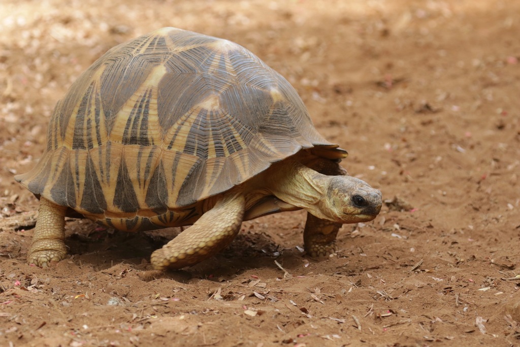 Radiated Tortoise in November 2017 by Rand Rudland · iNaturalist