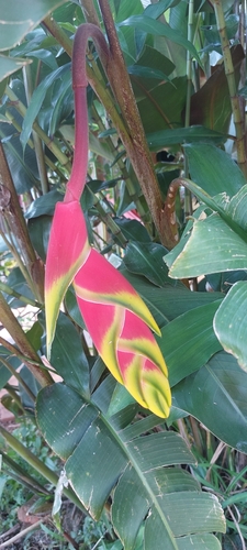 Hanging Lobster Claw Heliconia