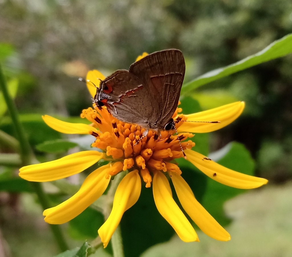 Electrostrymon endymion from Marituba PA, Brasil on January 7, 2024