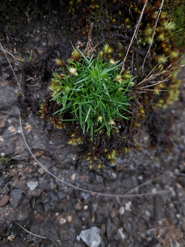 Sagina afroalpina