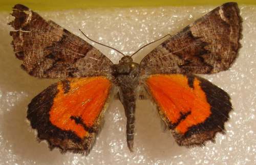 Catocalopsis medinae