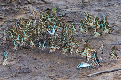 Madagascan Striped Swordtail