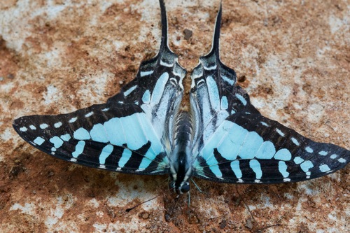 Madagascan Striped Swordtail