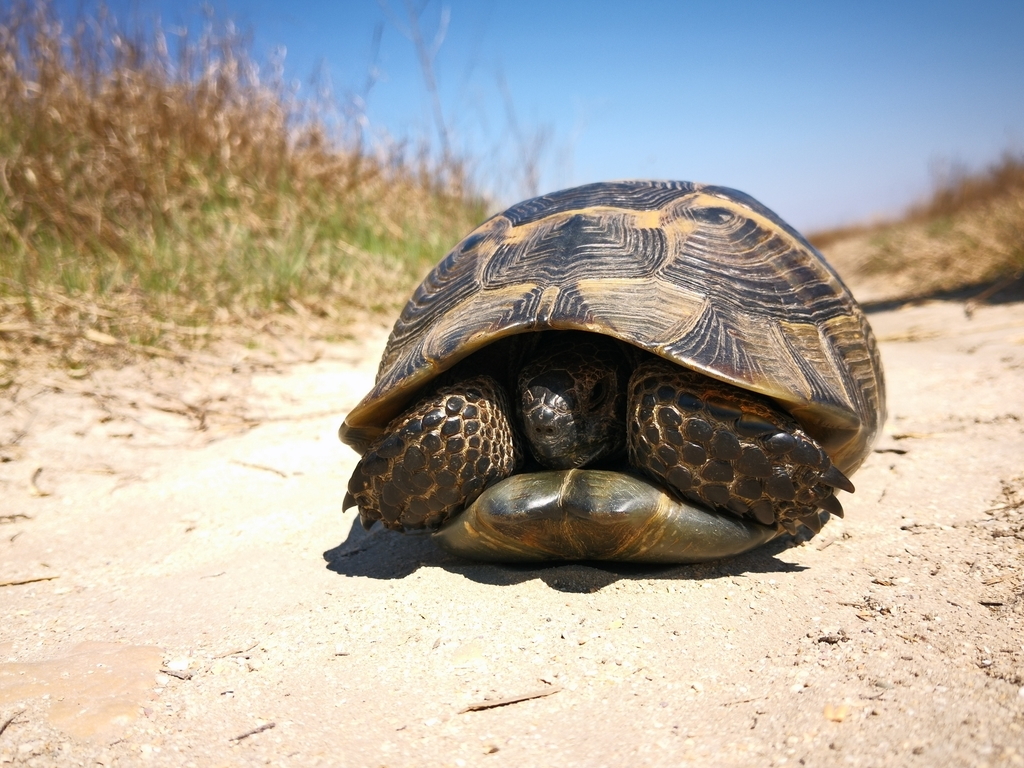 Asia Minor Tortoise in March 2019 by Florentina Tilvic · iNaturalist