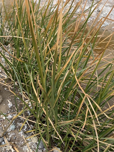 American Bulrush foliage